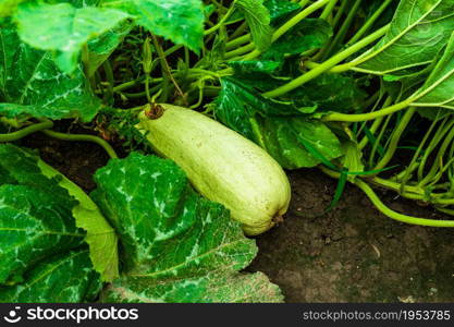 Close up of pumpkin with great tendrils growing in the garden.