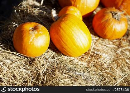 Close-up of pumpkins on grass, New York City, New York State, USA