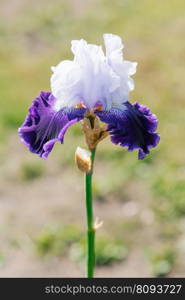 Close-up of purple and white flowers of a bearded iris in the garden. Large cultivated iris flowers.