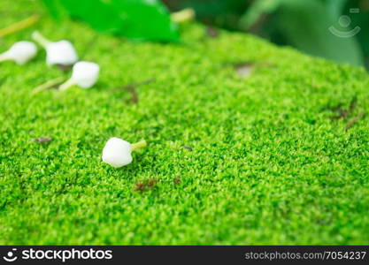 Close up of purple Crown flowers (Calotropis giantea) ,Tropical flower on Moss Green. Close up of purple Crown flowers (Calotropis giantea) ,Tropical