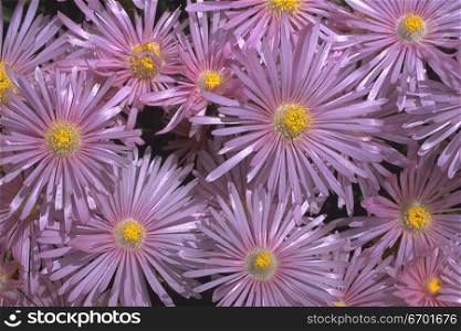 Close-up of purple daisies