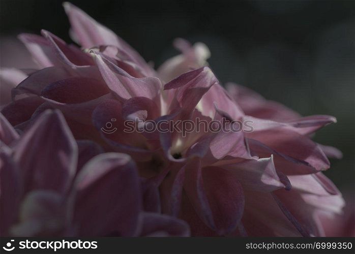 close up of purple dalia flower on a dark background. purple dalia flower on a dark background