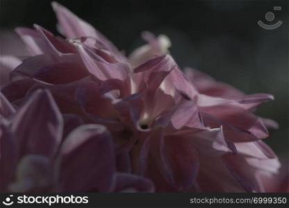 close up of purple dalia flower on a dark background. purple dalia flower on a dark background