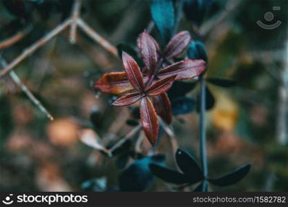 Close-up of purple leaves of rubia peregrina in nature