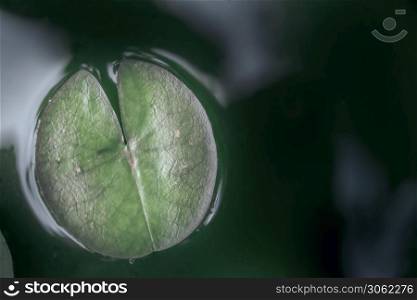 Close-Up Of Raindrops On Plant Leaves