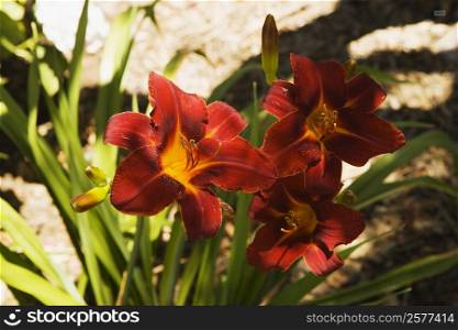 Close-up of red and yellow lilies