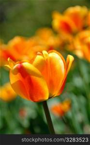 Close-up of red and yellow tulip in field of tulips.
