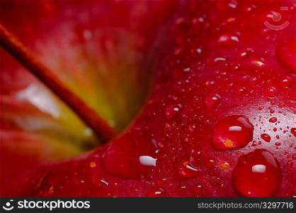 Close-up of red apple with water drops; black background