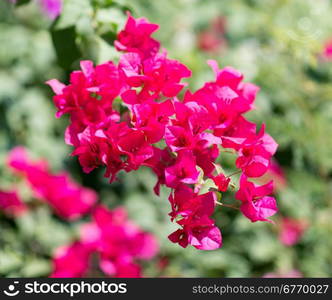 close up of red beautiful flowers