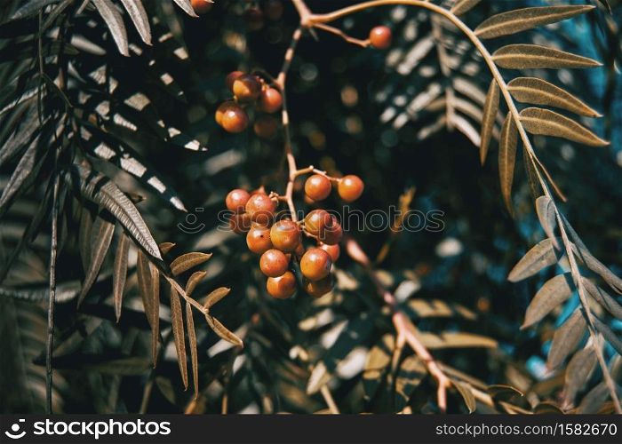 Close-up of red berries and leaves of schinus molle in nature