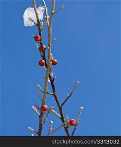 Close-up of red berry on twig in front of ice crystals