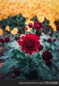 Close up of red chrysanthemums buds flowering in the garden. Blooming autumn flowers nature background. Vertical shot with blossoming crimson color chrysanths.