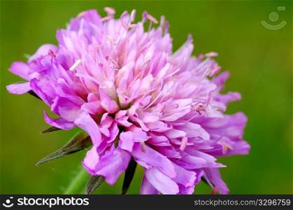 Close up of Red Clover flower