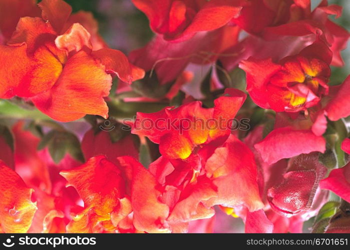 Close-up of red dog flowers