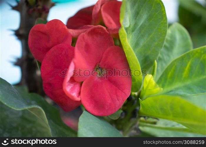 Close up of red flowers with green leaves background An ornamental plant called Poi Sian.