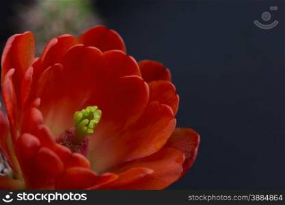 Close up of red hedgehog cactus blossom on black background. Lotus like flower blooms in Sonoran desert of America&rsquo;s Southwest.