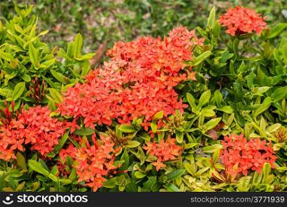 Close up of red ixora flower
