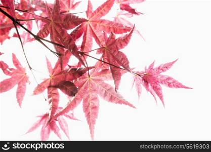 Close-up of red maple leaves.