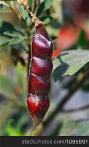 Close up of red pigeon peas on tree in the agricultural / Other names Angola pea, Congo pea - Cajanus cajan