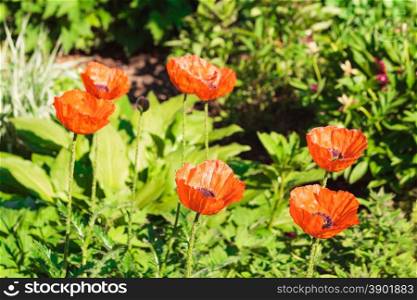 Close up of red poppies. High angle close up of six red poppy flowers in sunlight surrounded by greenery