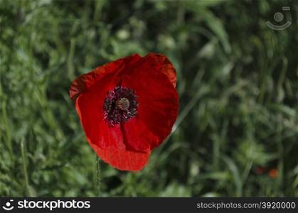 Close up of red poppy flower (Papaver), Razgrad, Bulgaria