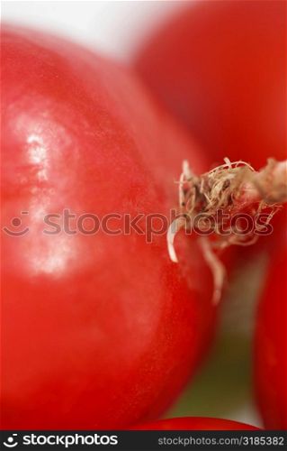 Close-up of red radish