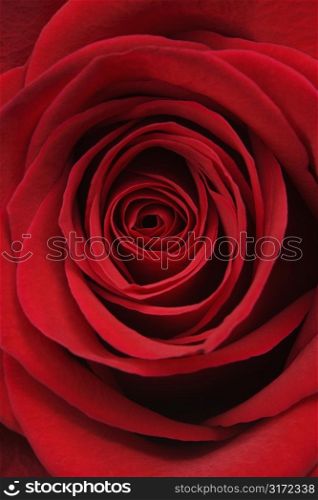 Close-up of red rose.