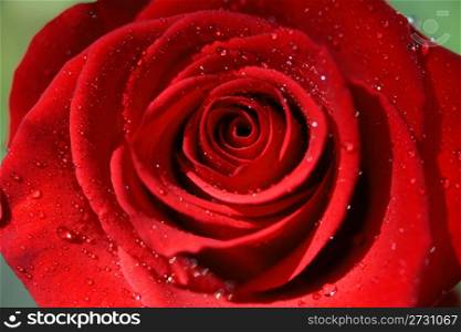 Close-up of Red Rose after rain