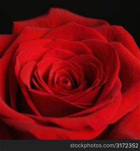 Close-up of red rose against black background.