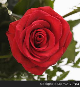 Close-up of red rose against white background.