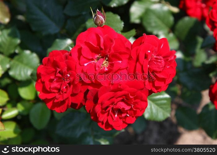 Close up of red rose in village garden