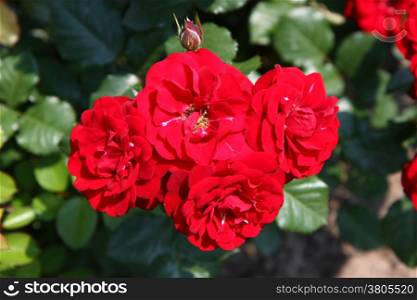 Close up of red rose in village garden