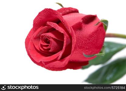 Close-up of red rose isolated on the white background