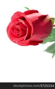 Close-up of red rose isolated on the white background.&#xA;Free space for your text.