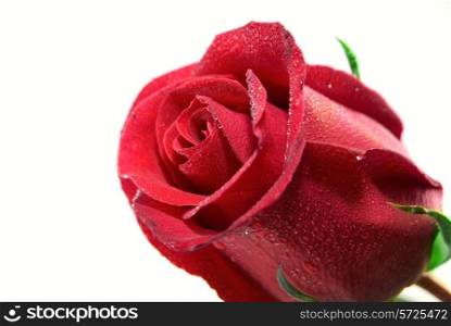 Close-up of red rose isolated on the white background