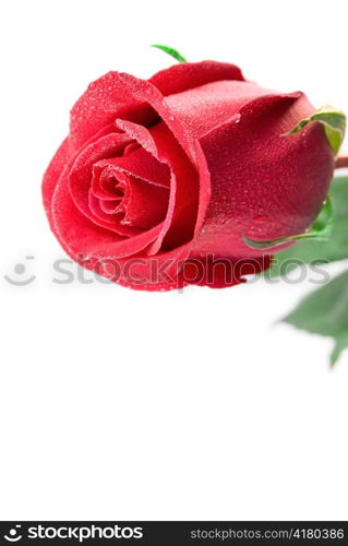 Close-up of red rose isolated on the white background. Free space for your text.