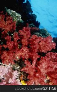 Close-up of Red Soft Coral underwater, Fiji