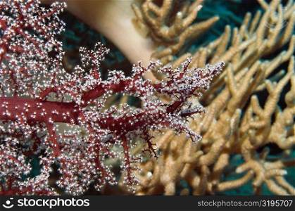 Close-up of Red Soft Coral underwater, Milne Bay, Papua New Guinea