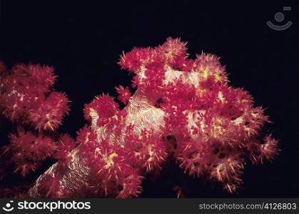 Close-up of Red Soft Coral underwater, Palau