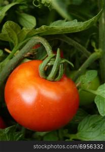 Close up of red tomato fruit on plant on green background.. Close Up of Red Tomato on Plant