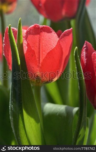 Close up of red tulip in garden on natural background