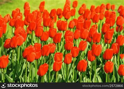 Close-up of red tulips in a garden, Keukenhof Gardens, Lisse, Netherlands