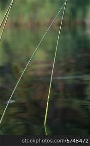 Close-up of reed at lake, Lake of The Woods, Ontario, Canada