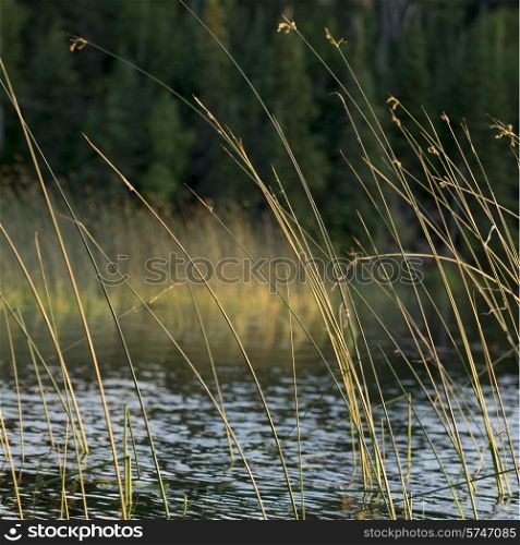 Close-up of reeds at lake, Lake of The Woods, Ontario, Canada
