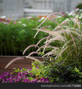 Close-up of reeds in a garden, Tokyo, Japan