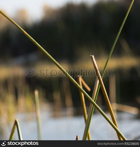Close-up of reeds, Kenora, Lake of The Woods, Ontario, Canada