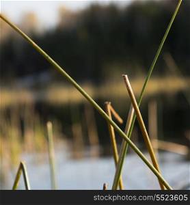 Close-up of reeds, Kenora, Lake of The Woods, Ontario, Canada