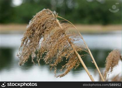 close-up of reeds on the lake