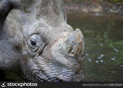 Close up of rhino in lake, Rhinoceros unicornis