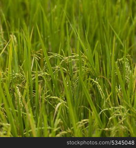 Close-up of rice crop growing in field, Kamu Lodge, Ban Gnoyhai, Luang Prabang, Laos